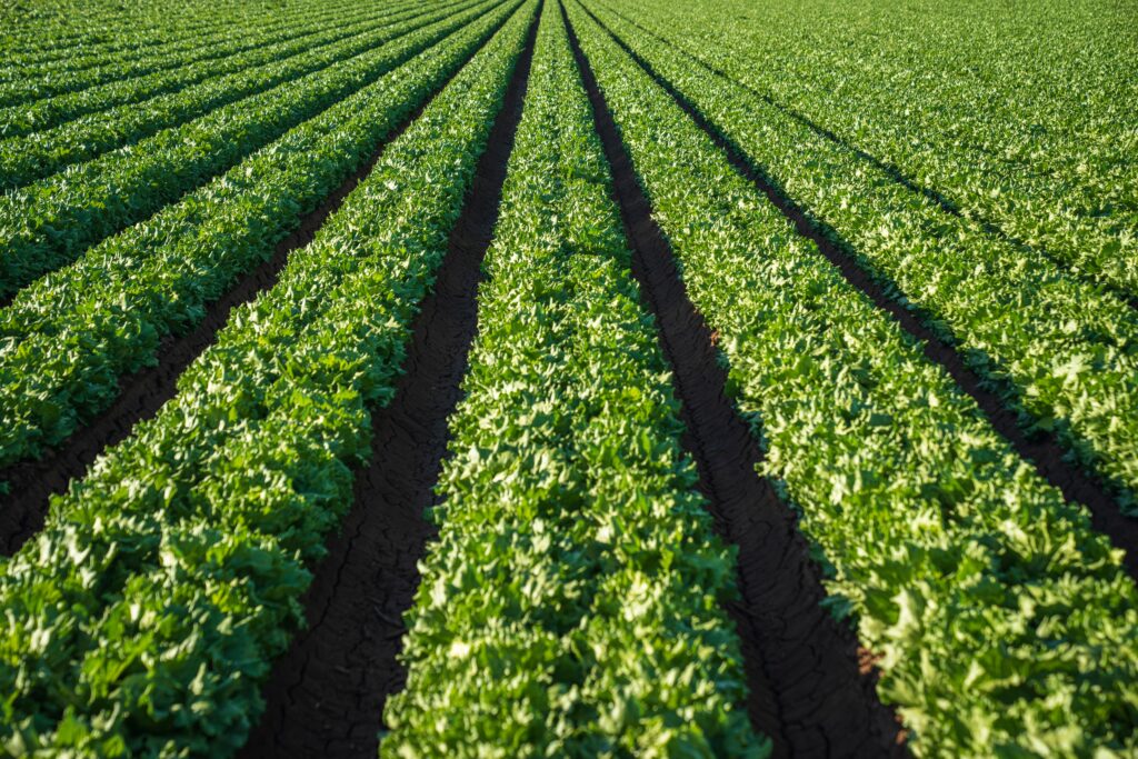 Agricultural Enterprises